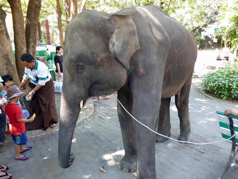 Burma III-020-Seib-2014.jpg - The friend of all kids, and always hungry (Photo by Roland Seib)